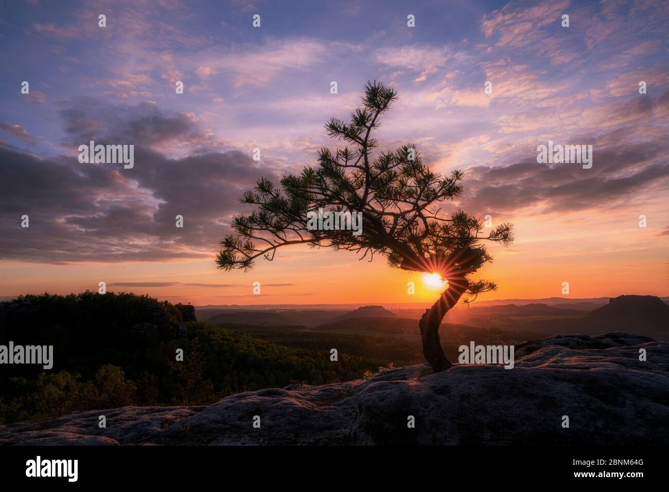 Weather pine at sunset Stock Photo