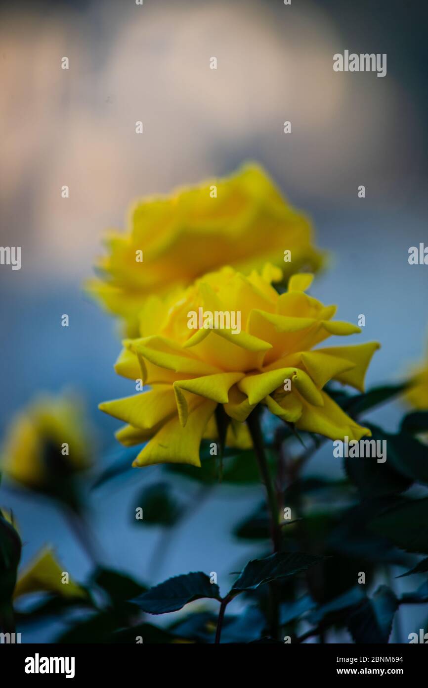 Summer garden with yellow rose bush blooming Stock Photo - Alamy