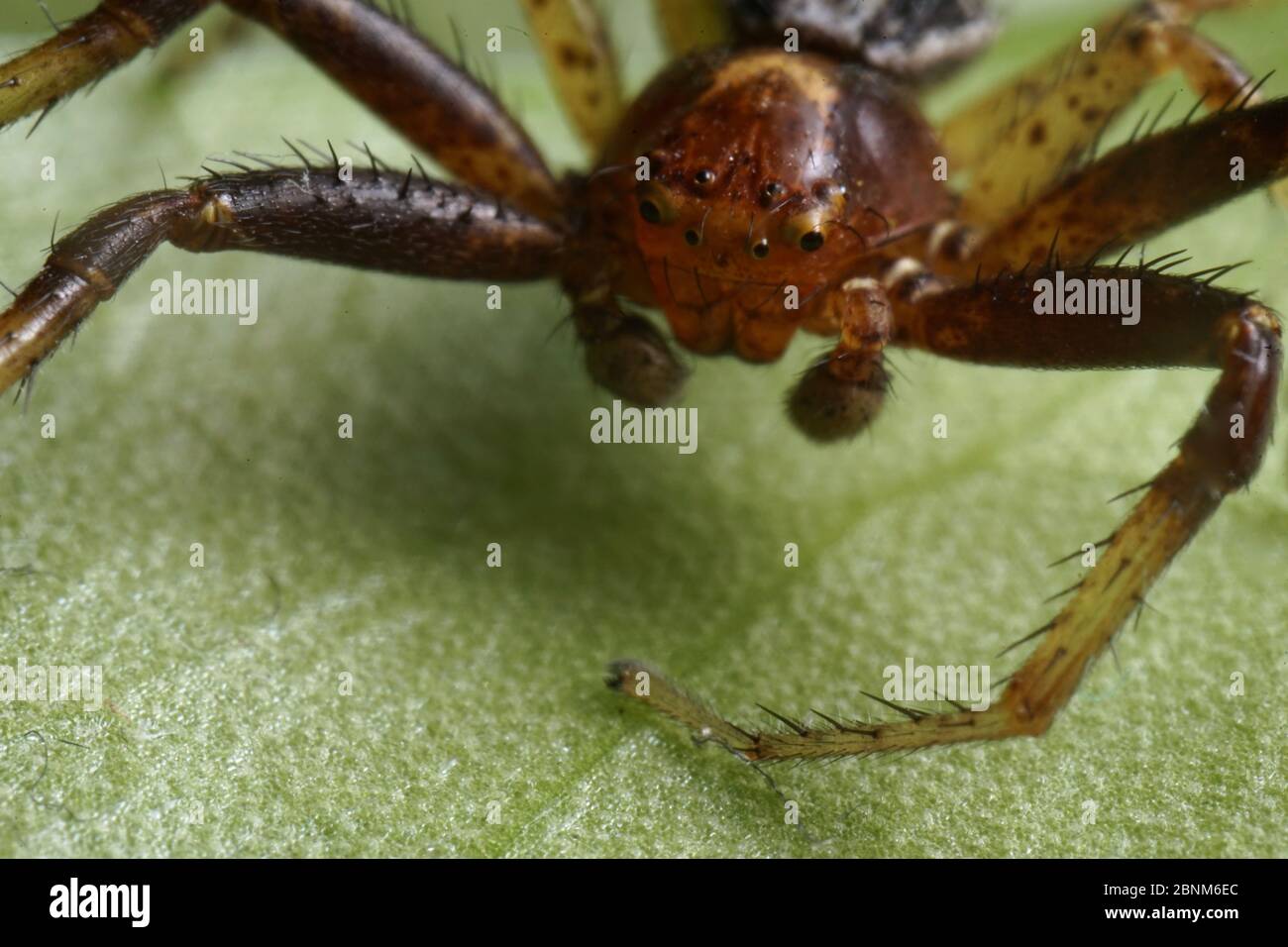 Super close up with face and eye details of male Xysticus lanio (Red Crab-spider),7mm long, on a leaf. Stock Photo