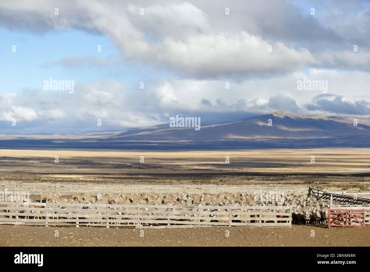Sheep in pen in landscapes Torres del Paine. Patagonia, Puerto Natales, Chile. April 2016. Stock Photo