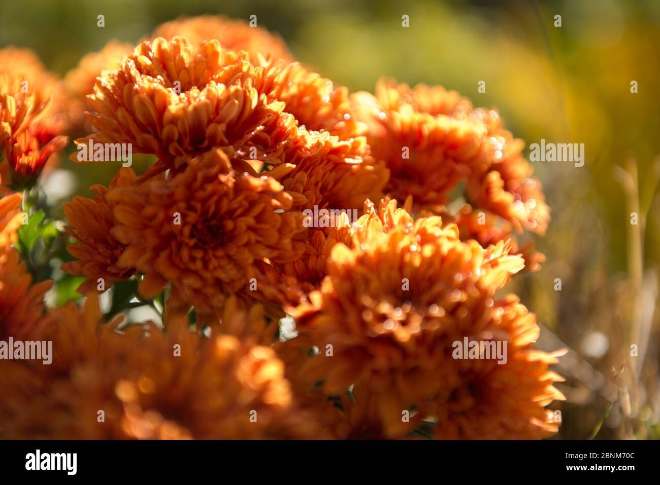 Bush chrysanthemums hi-res stock photography and images - Alamy