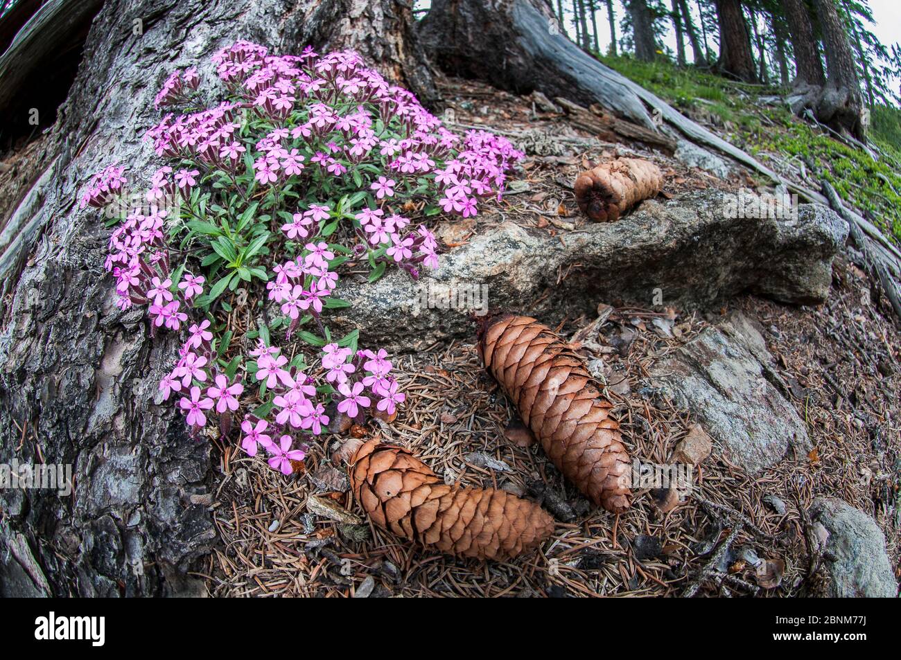 Rock soapwort (Saponaria ocymoides) in bloom around the base of a conifer. Nordtirol, Tirol, Austrian Alps, Austria, July. Stock Photo