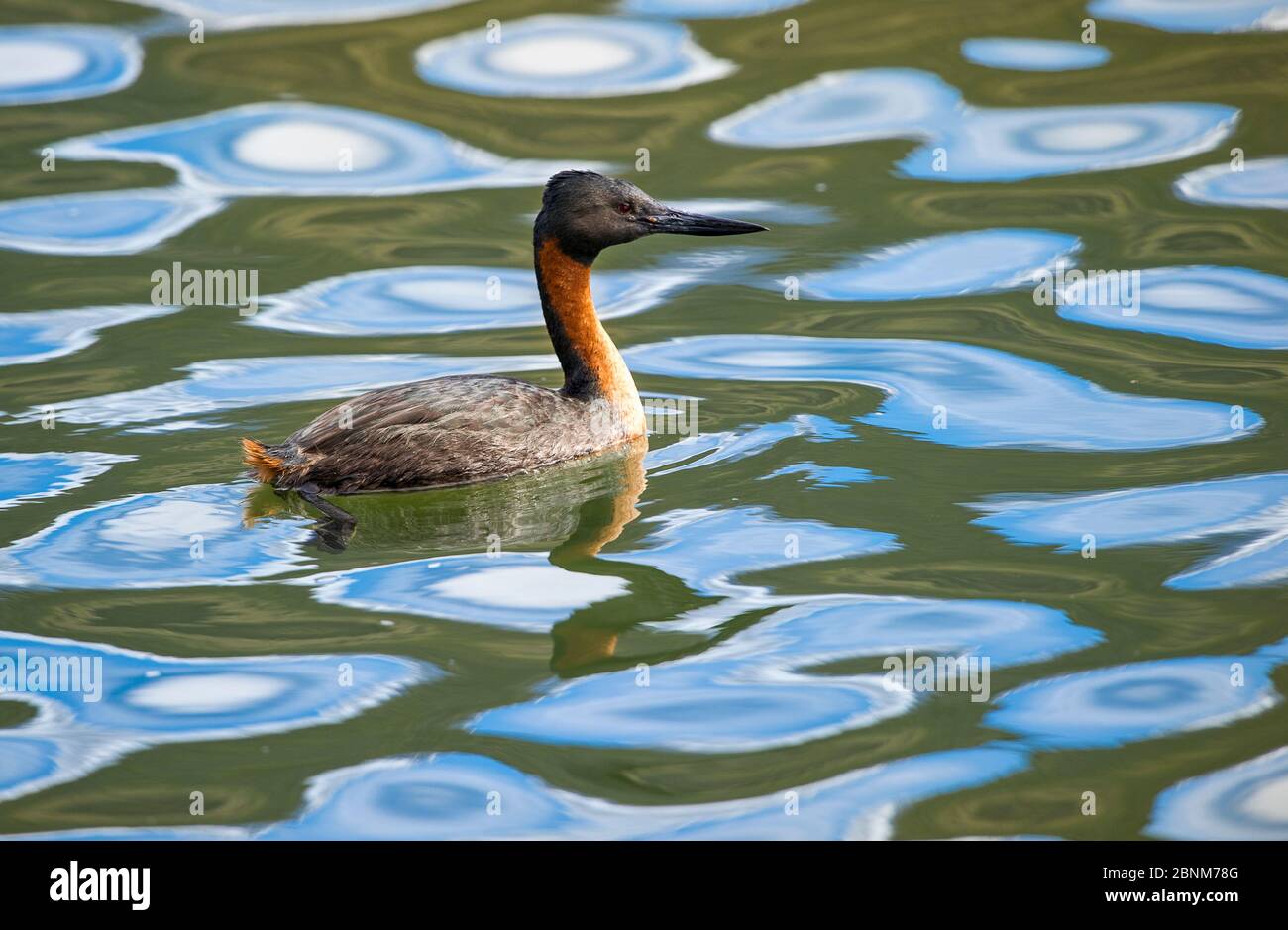 Southern great grebe (Podiceps major) male on freshwater lake. Torres del Paine National Park, Chilean Patagonia, Chile. Stock Photo