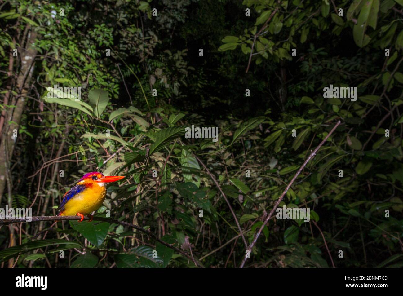 Rufous-backed kingfisher (Ceyx erithaca motleyi) roosting on branch in rainforest understory. Kinabatangan River, Sabah, Borneo. September. Stock Photo