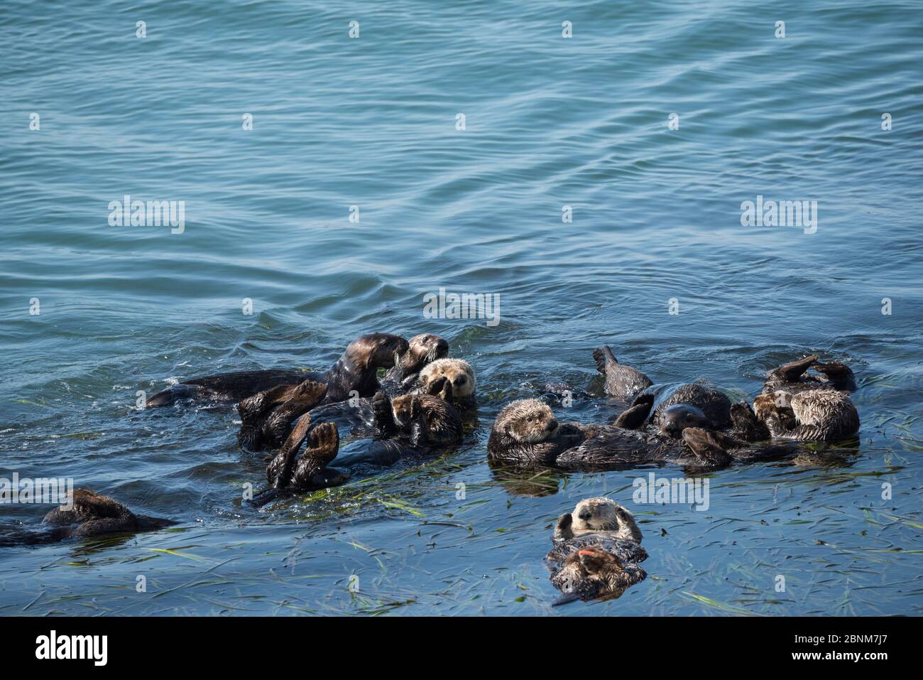 Group of California sea otters (Enhydra lutris nereis) resting in a raft at the edge of a bed of Eel grass (Zostera) Morro Bay, California, USA, June. Stock Photo