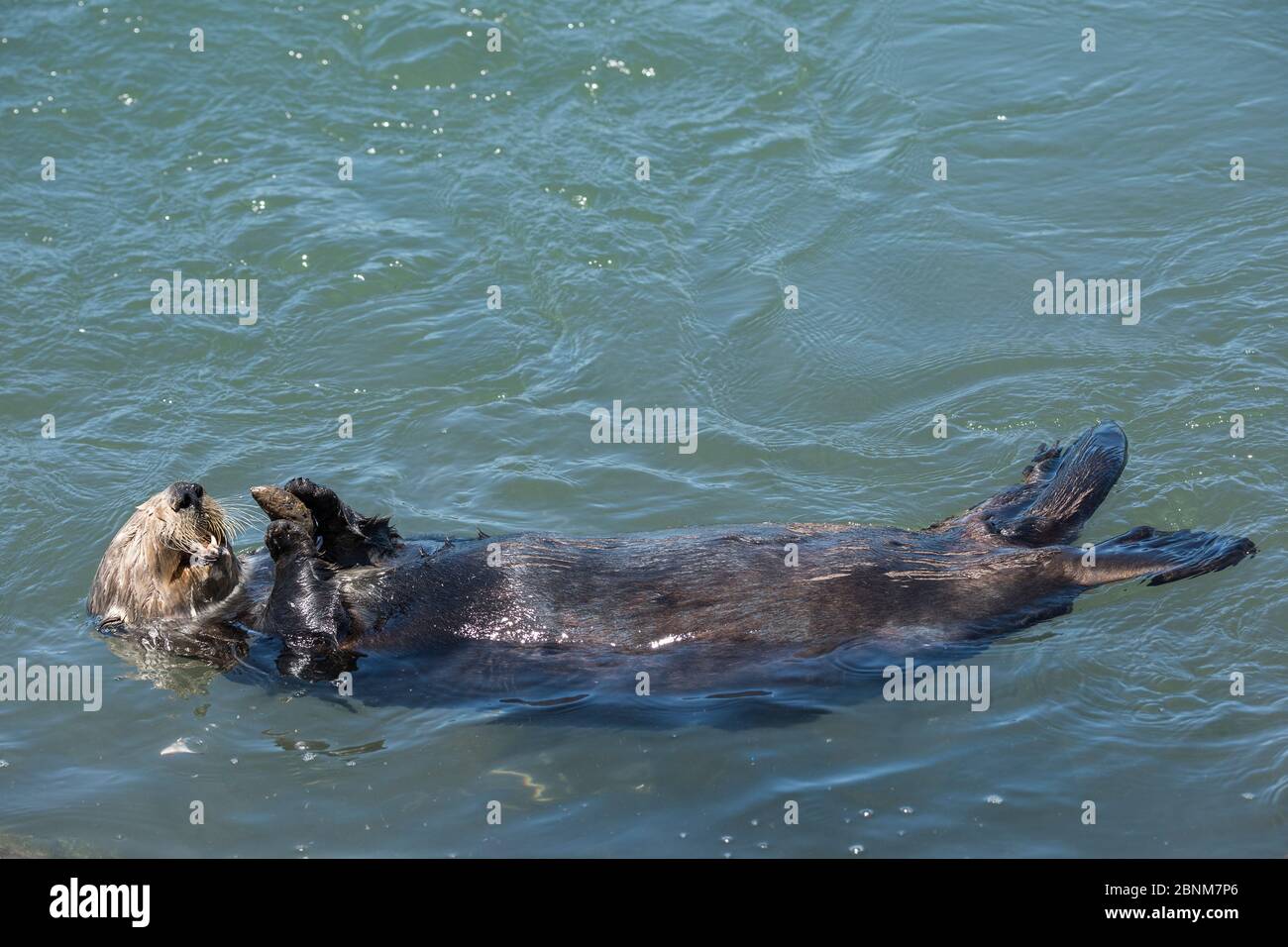 California sea otter (Enhydra lutris nereis) eating a mussel, Elkhorn