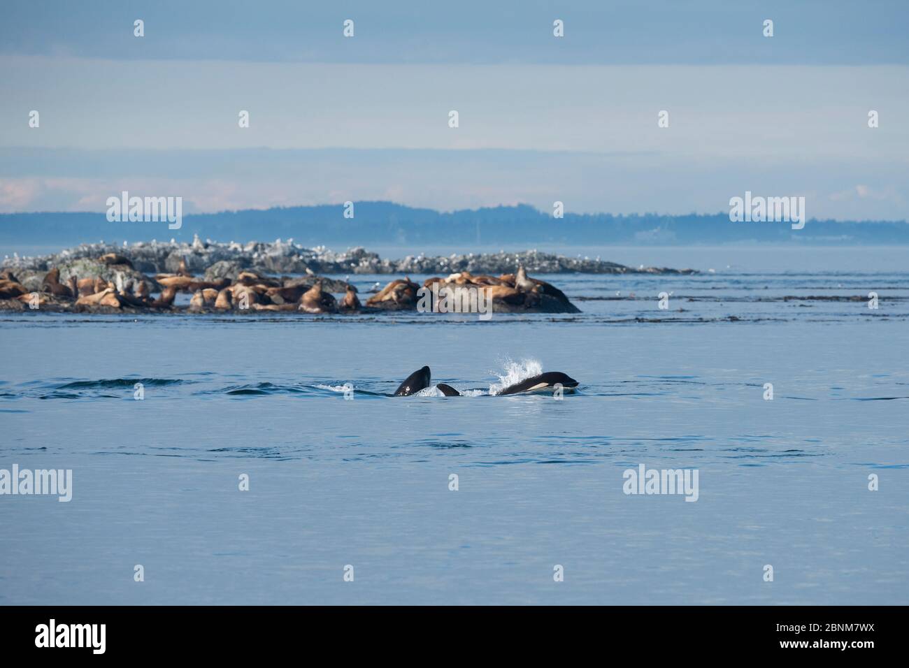 Killer whales / Orca (Orcinus orca) residents swim past a mixed colony of Steller sea lions (Eumetopias jubatus) and California sea lions (Zalophus ca Stock Photo