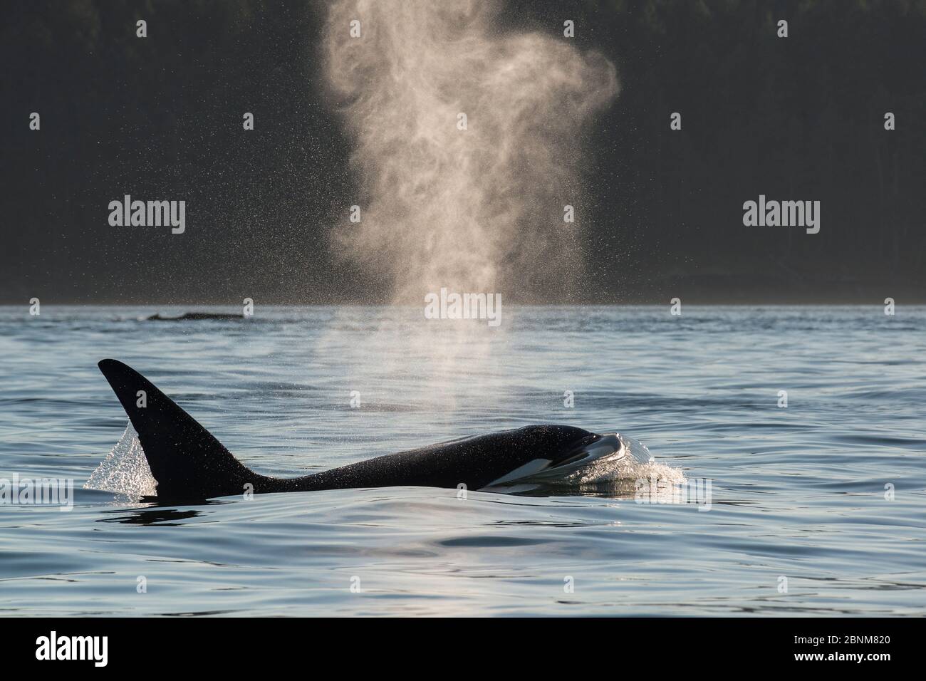 Killer whale / orca (Orcinus orca) transient male blowing at surface, Strait of George, between Washington State, USA, and the Gulf Islands on the eas Stock Photo