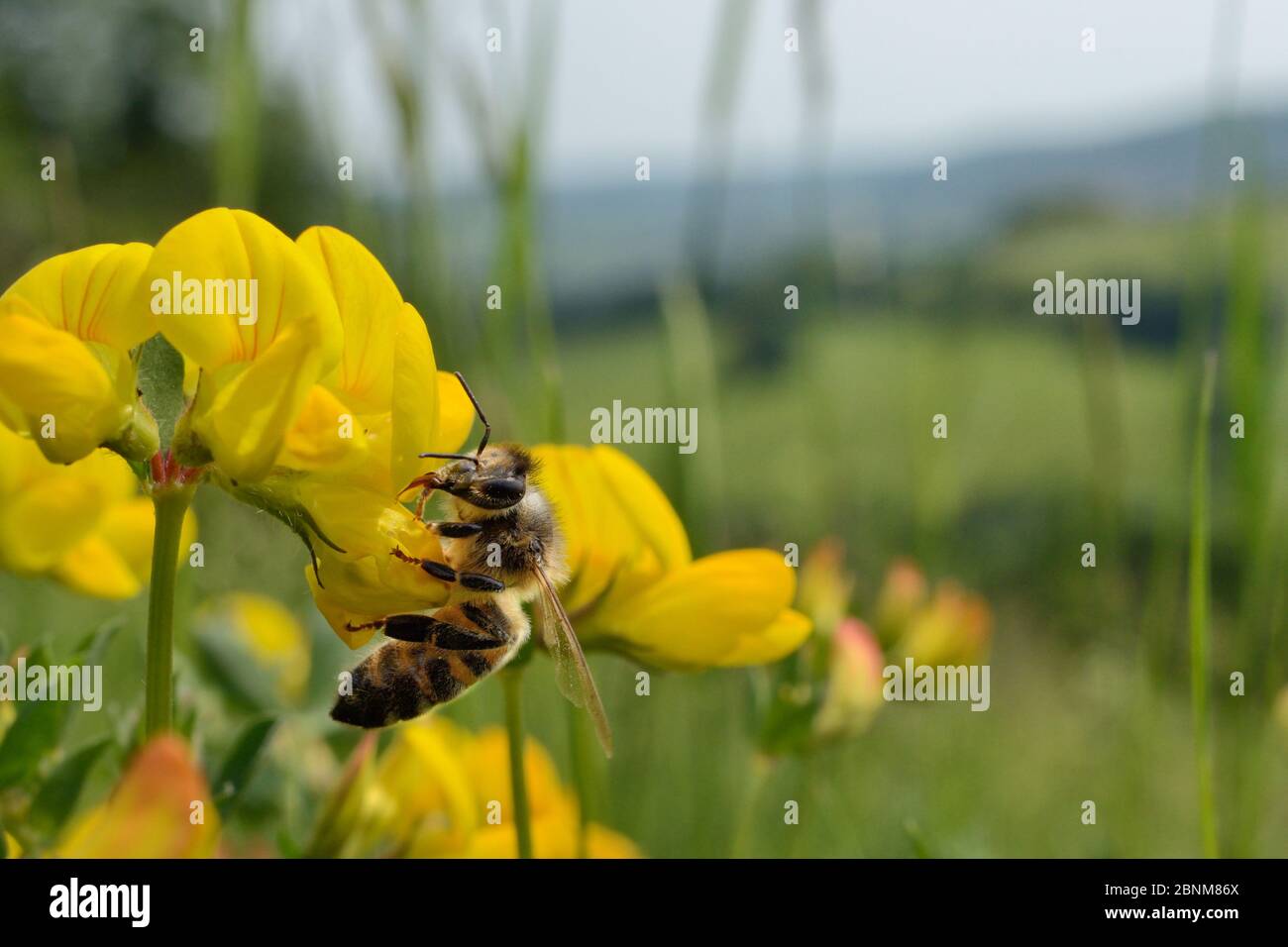 Honey bee (Apis mellifera) nectaring on Birdsfoot trefoil (Lotus corniculatus) flowers on grassland meadow cleared of scrub to improve the habitat for Stock Photo