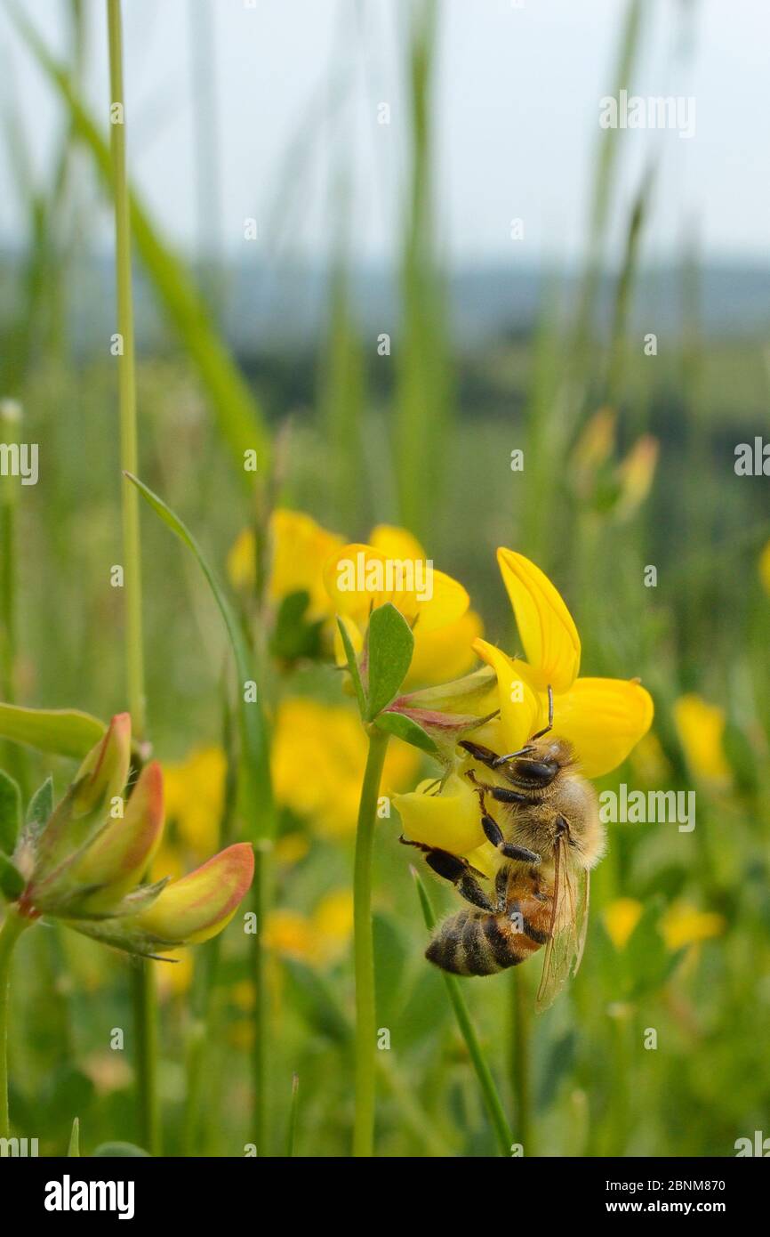 Honey bee (Apis mellifera) nectaring on Birdsfoot trefoil (Lotus corniculatus) flowers on grassland meadow cleared of scrub to improve the habitat for Stock Photo