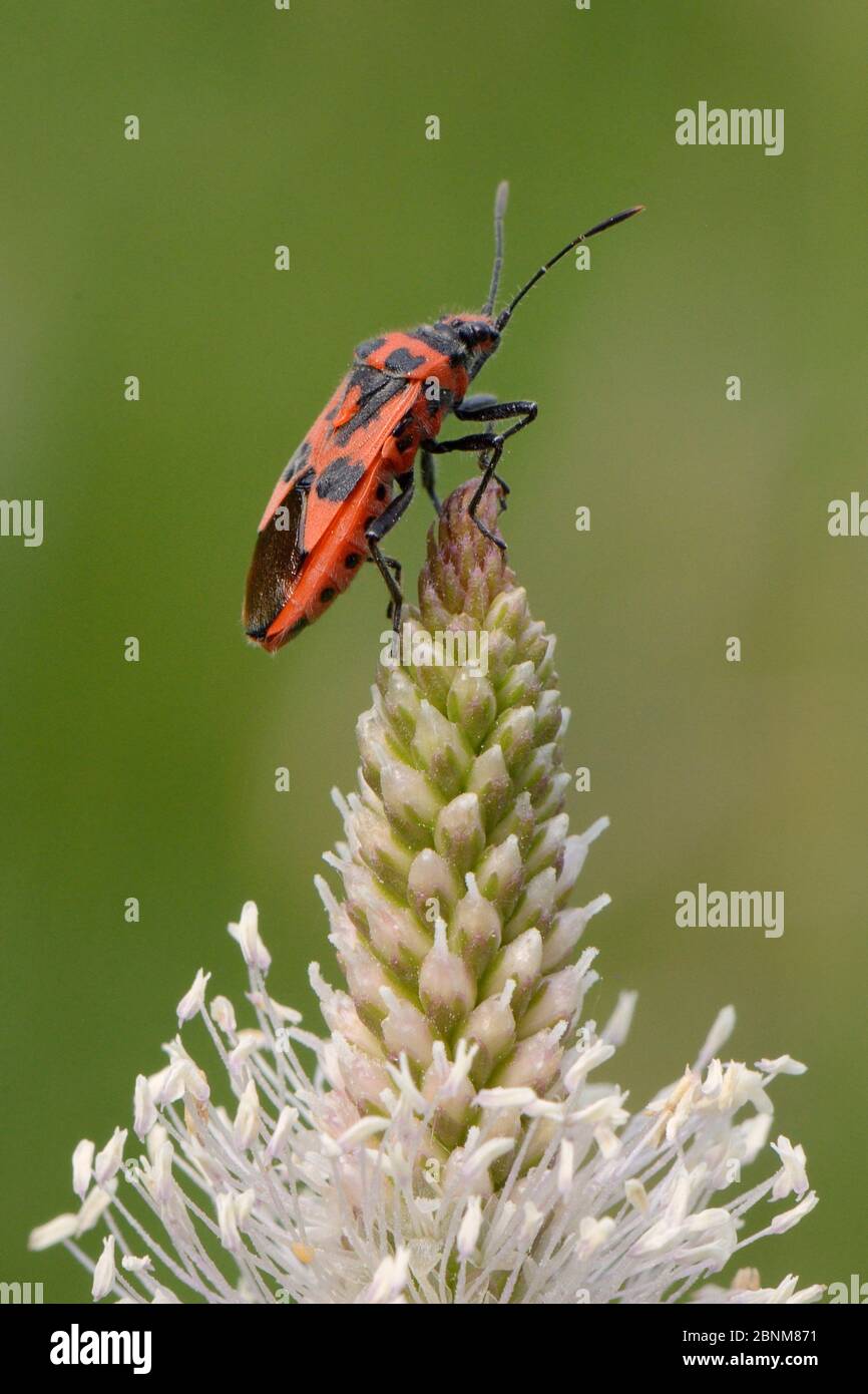 Rhopalid bug / Henbane bug (Corizus hyoscyami) a toxic species with warning colouration on on Hoary plantain (Plantago media) in grassland meadow, St. Stock Photo