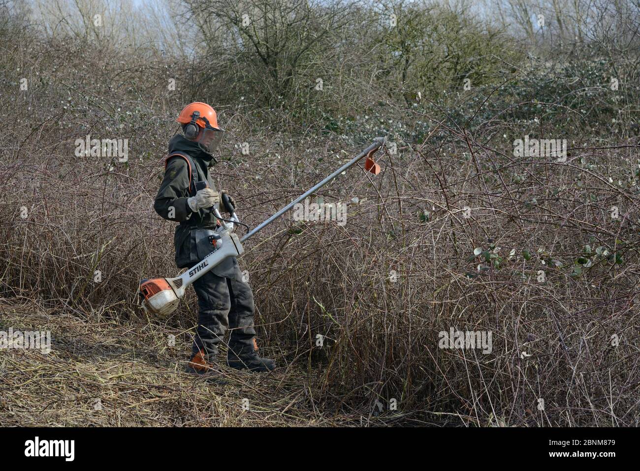 Green Mantle Ltd. contractor using a strimmer to clear scrub from hillside once used as a dumping ground to improve habitat for bees and other pollina Stock Photo