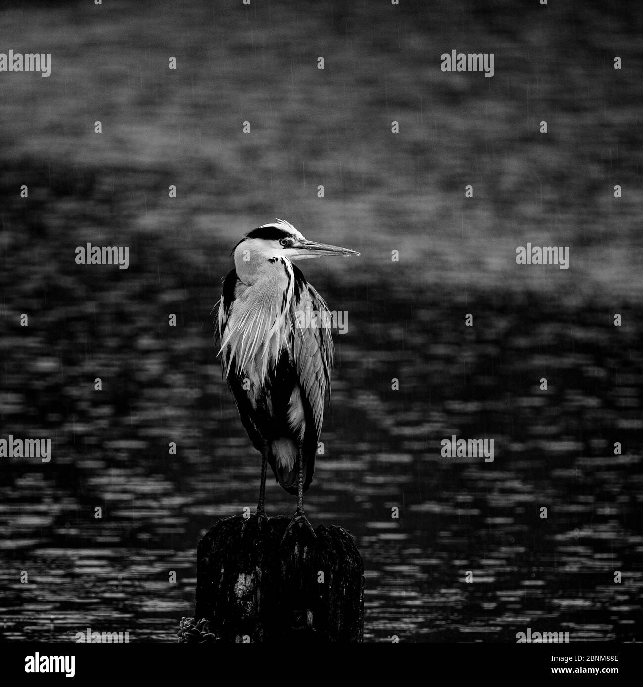 Gray heron in the rain on a mooring post Stock Photo
