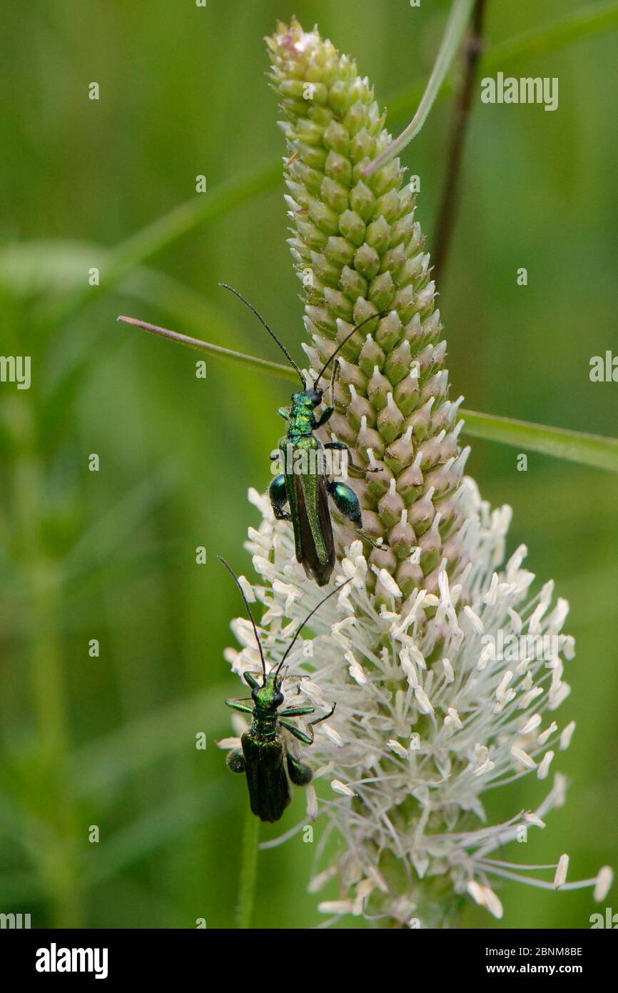 Two Swollen Thighed Thick legged Flower Beetle Oedemera Nobilis two-swollen-thighed-thick-legged-flower-beetle-oedemera-nobilis