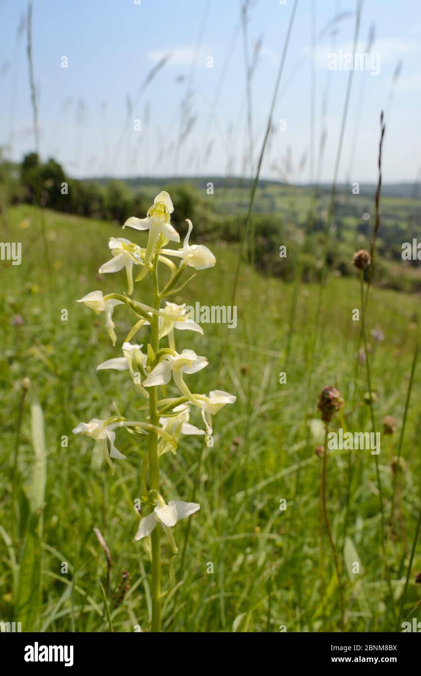 Greater butterfly orchid (Platanthera chlorantha) flowering on grassland meadow cleared of scrub to improve the habitat for bees and other pollinators Stock Photo