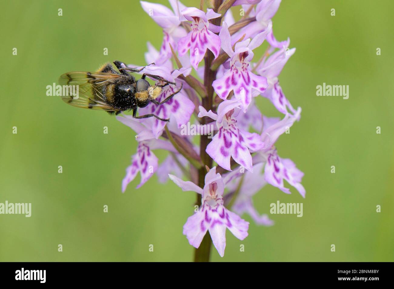Hoverfly (Volucella bombylans var. bombylans) a mimic of the Red-tailed bumblebee nectaring on Common spotted orchid (Dactylorhiza fuchsii) on grassla Stock Photo