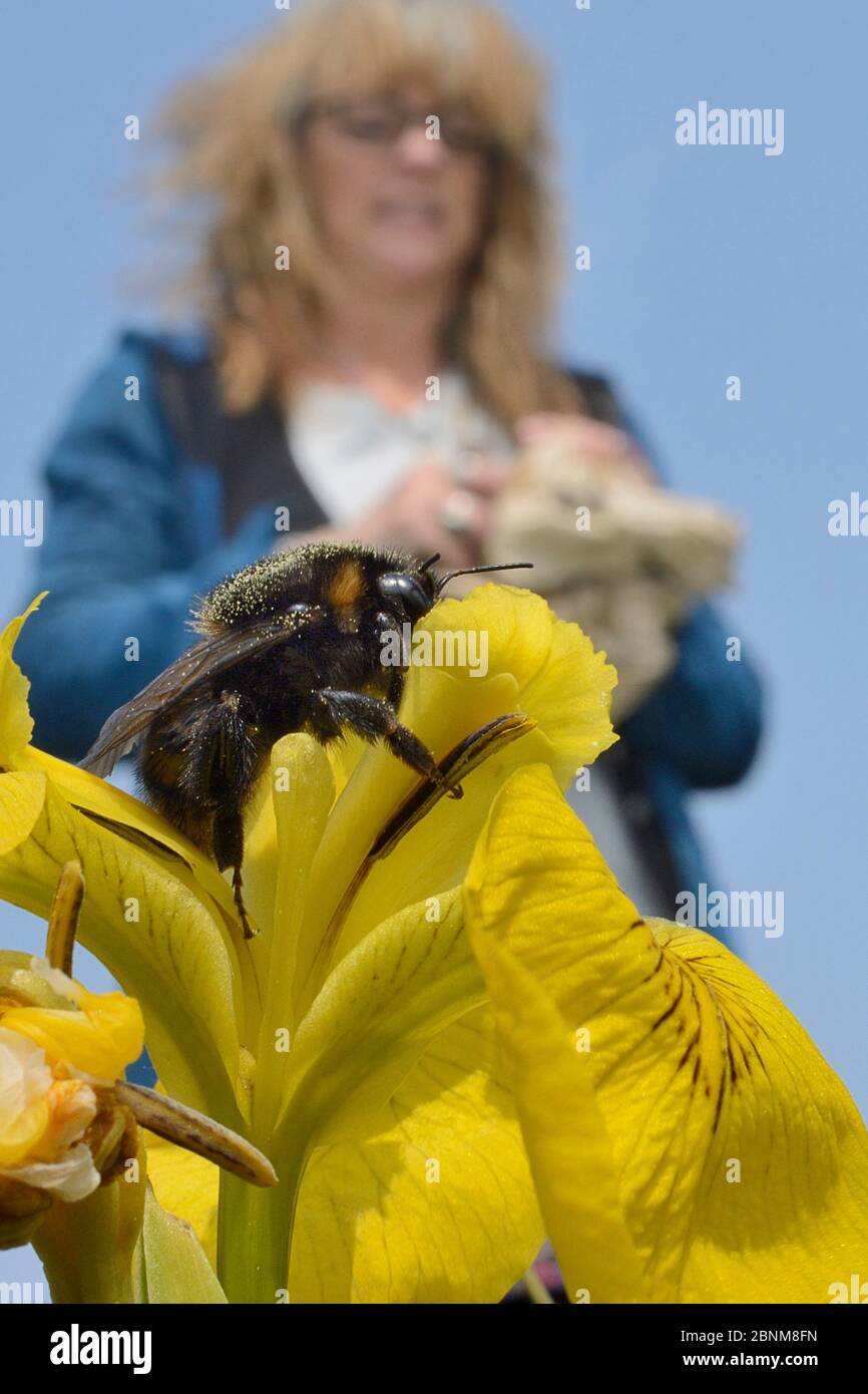 Teresa Sinclair watching a Short-haired bumblebee queen (Bombus subterraneus) nectaring on Yellow flag iris flowers (Iris pseudacorus) after releasing Stock Photo