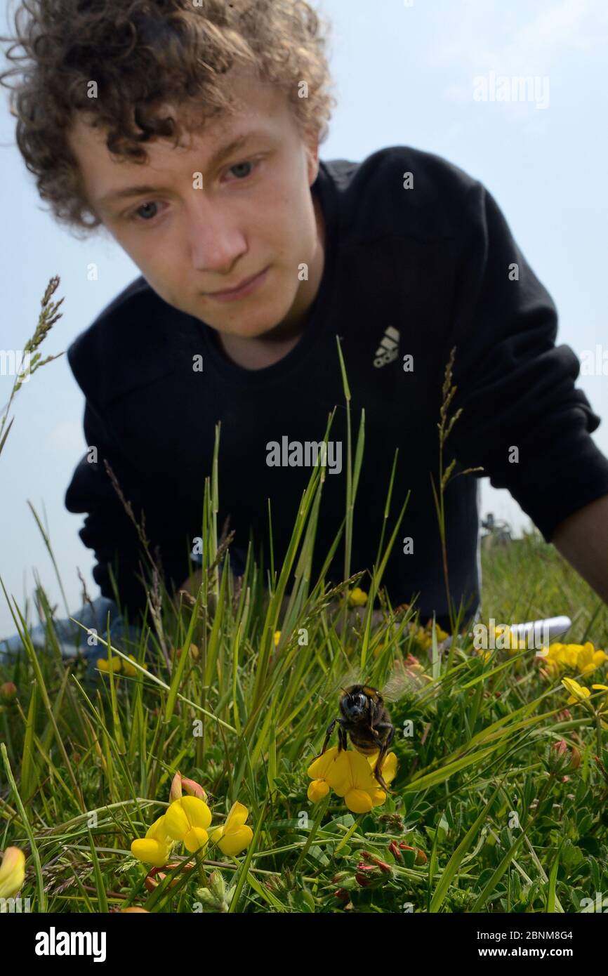 Alex Campbell watching a Short-haired bumblebee queen (Bombus subterraneus) collected in Sweden that she has just released during a UK reintroduction Stock Photo