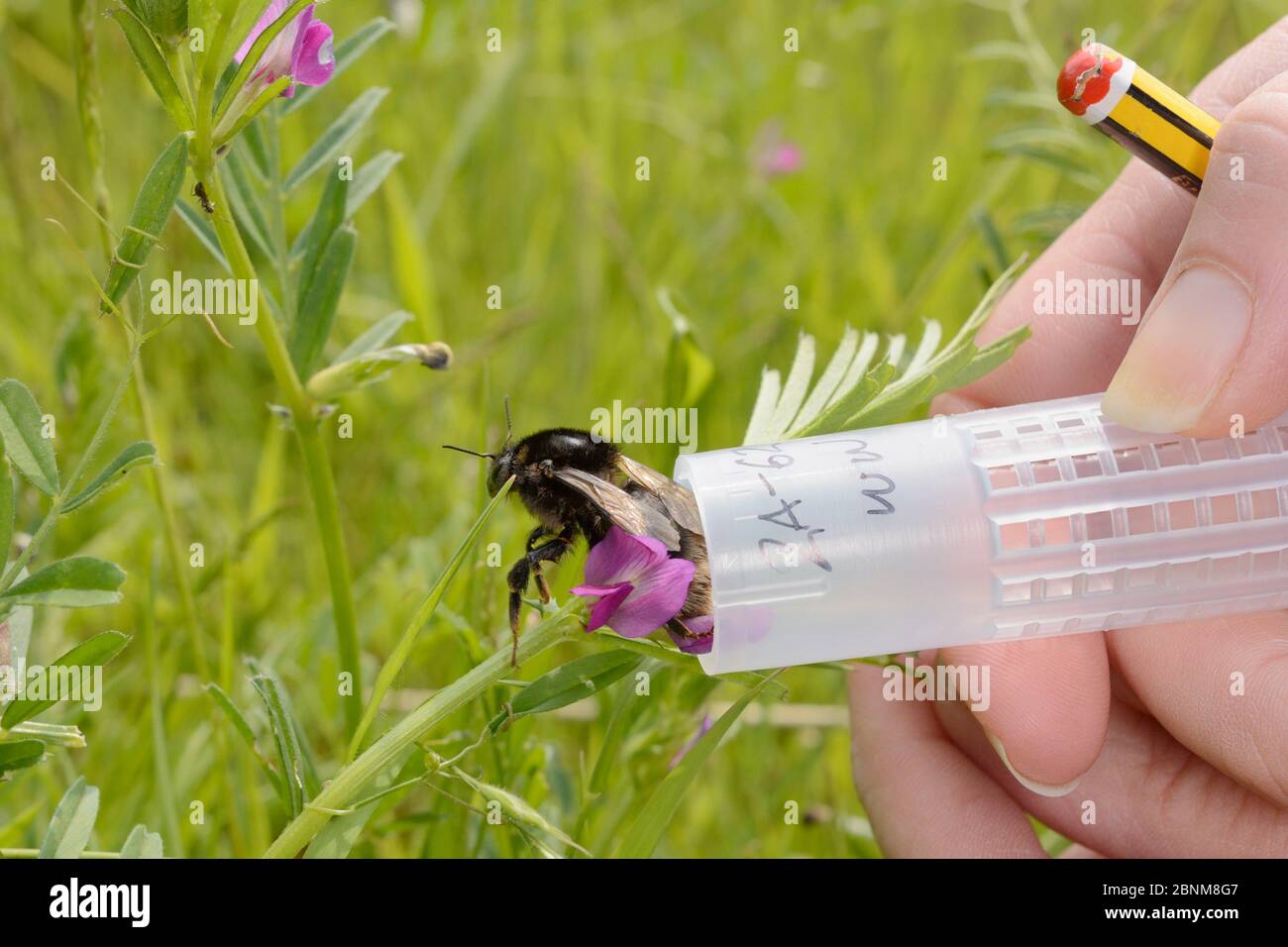 Short-haired bumblebee queen (Bombus subterraneus) collected in Sweden being released during a UK reintroduction project run by the Bumblebee Conserva Stock Photo