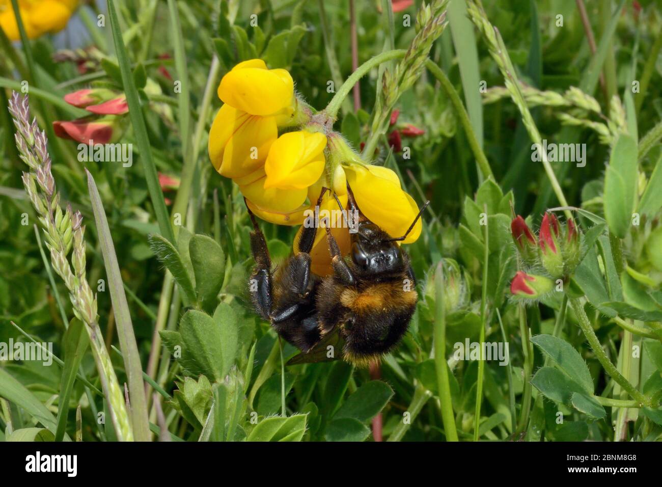 Short-haired bumblebee queen (Bombus subterraneus) collected in Sweden nectaring on Birdsfoot trefoil flowers (Lotus corniculatus) with its long tongu Stock Photo