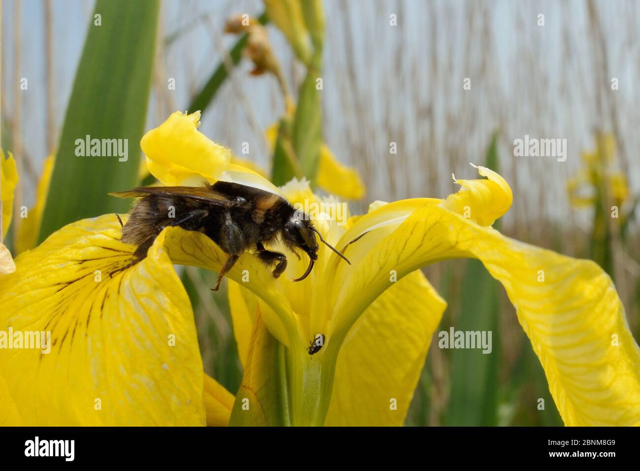 Short-haired bumblebee queen (Bombus subterraneus) collected in Sweden nectaring on a Yellow flag iris flower (Iris pseudacorus) with its long tongue Stock Photo