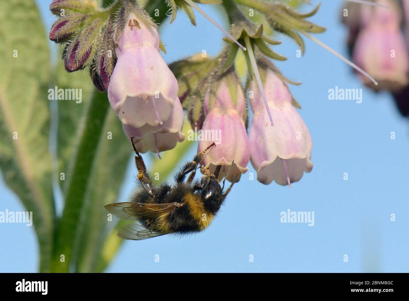 Garden bumblebee (Bombus hortorum) worker nectars on Common comfrey flowers (Symphytum officinale) in a patch planted by the Bumblee Conservation Trus Stock Photo