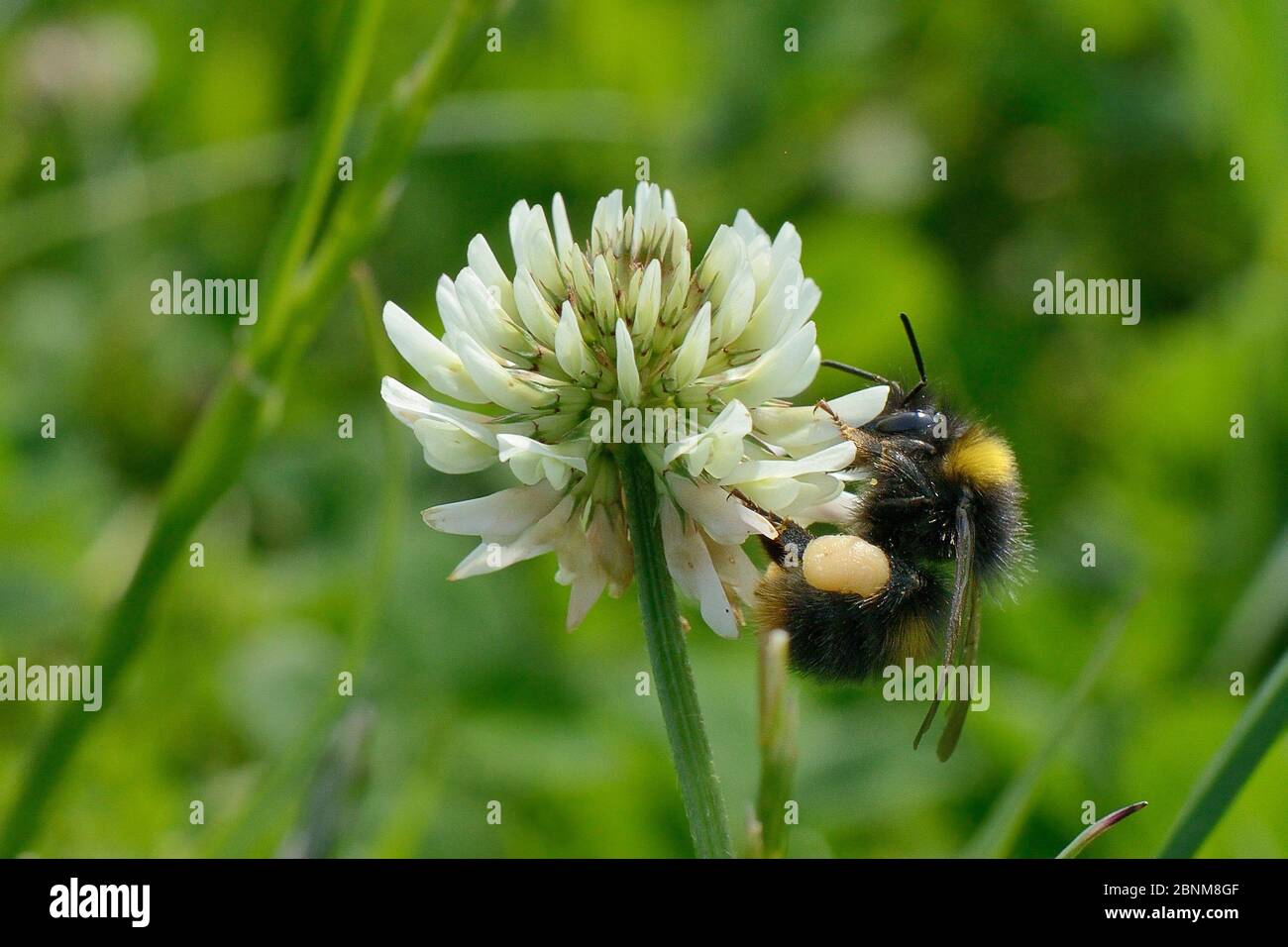 Early bumblebee (Bombus pratensis) queen nectaring on White clover (Trifolium repens), RSPB Dungeness Nature Reserve, Kent, UK, June. Stock Photo