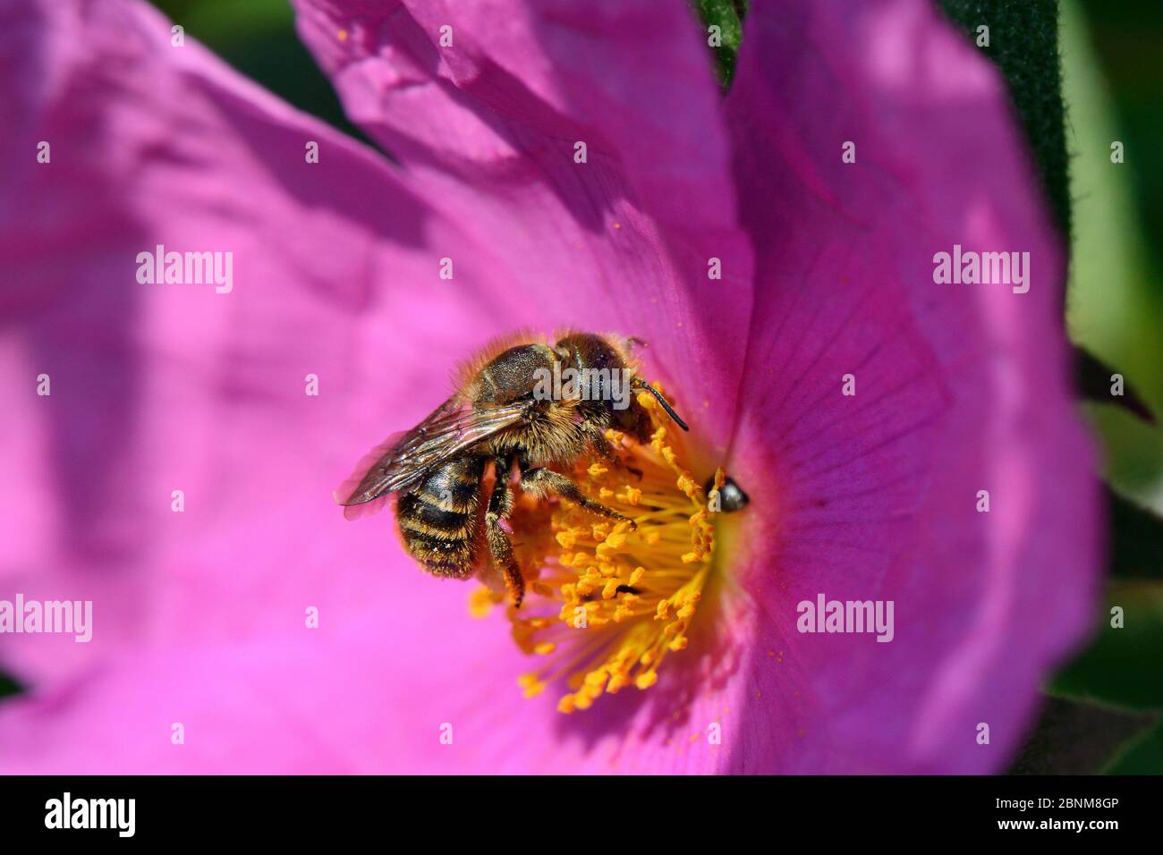 Gold-fringed mason bee (Osmia aurulenta) nectaring on Rock rose (Cistus pulverulentus) in a garden planted with pollinator attracting  flowers, Dungen Stock Photo