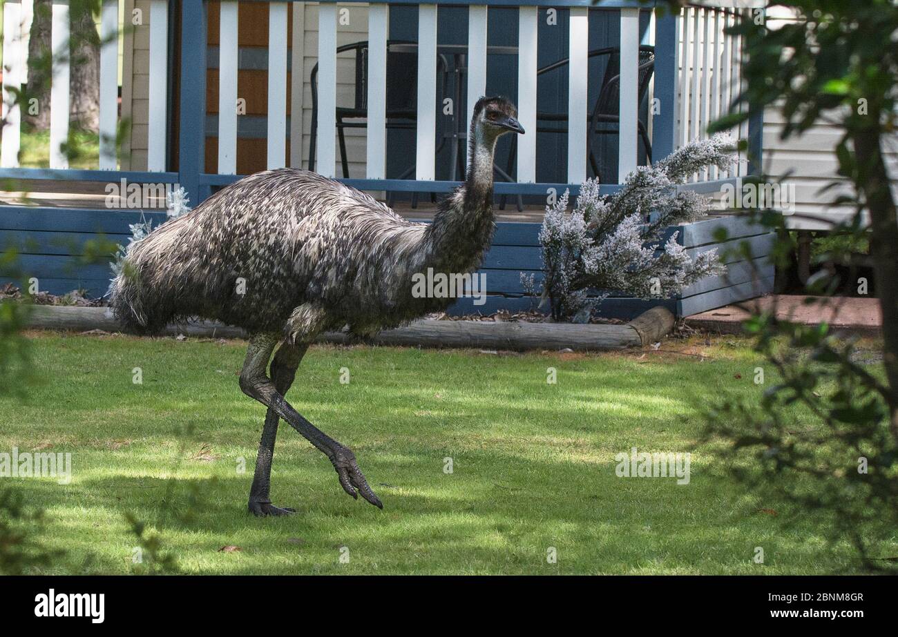 Common emu (Dromaius novaehollandiae) walking through a holiday village ...
