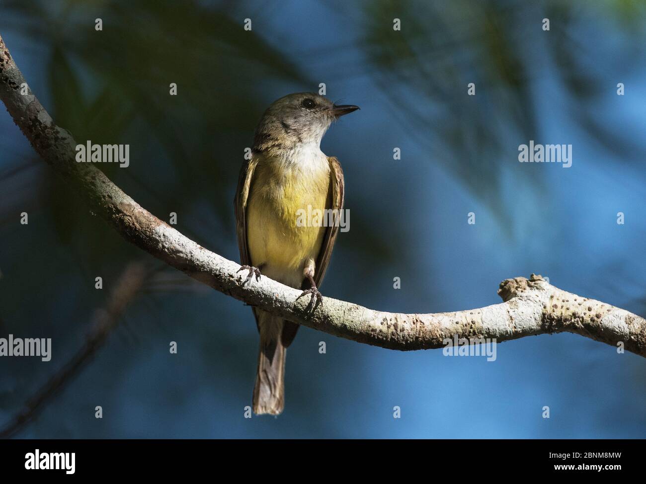 Lemon-bellied Flycatcher (Microeca flavigaster) resting on a twig. Fogg Dam, Northern Territory, Australia Stock Photo