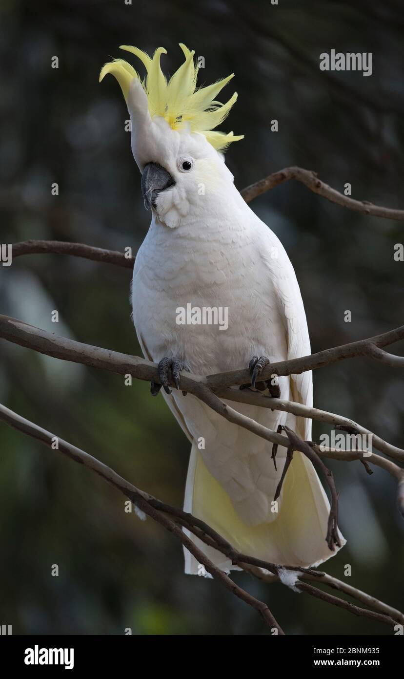 Sulphurcrested cockatoo (Cacatua galerita) resting in a eucalyptus