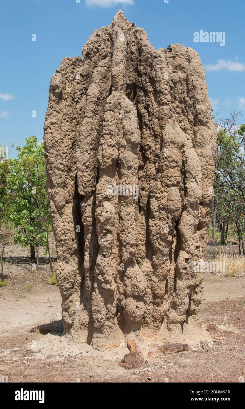 Cathedral termite mound (Nasutitermes triodiae) in typical savanna habitat, Mary River, Northern Territory, Australia Stock Photo