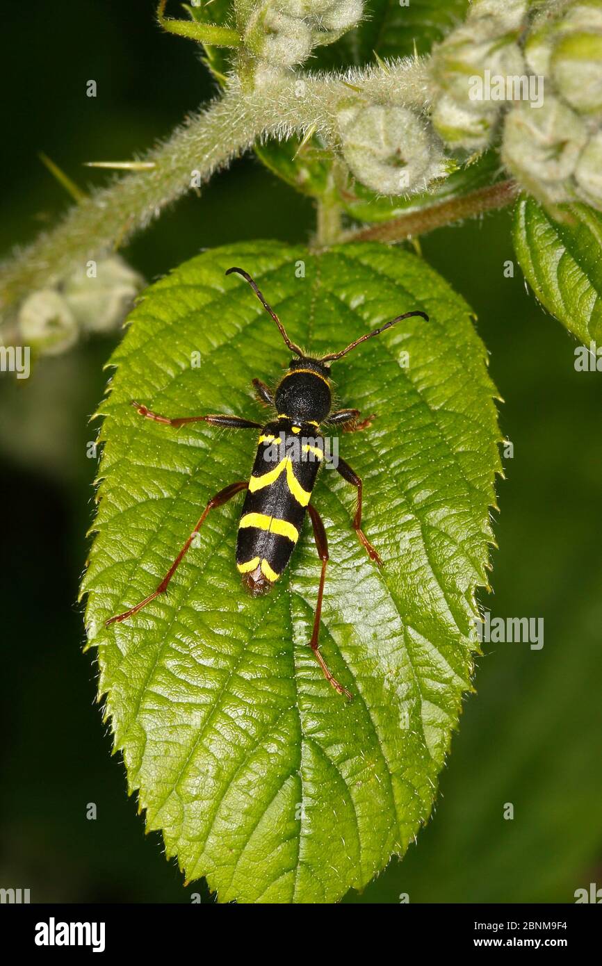Wasp beetle (Clytus arietis) resting on leaf in woodland Cheshire, UK, June. Stock Photo