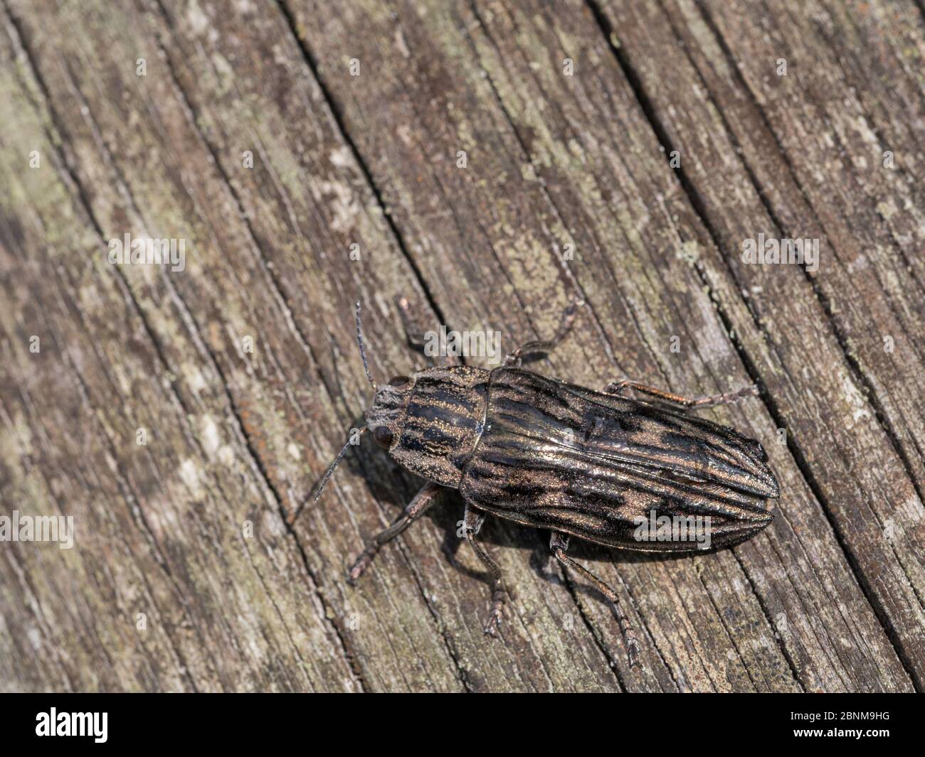 Marvelous beetle, Large pine beetle, Chalcophora mariana Stock Photo