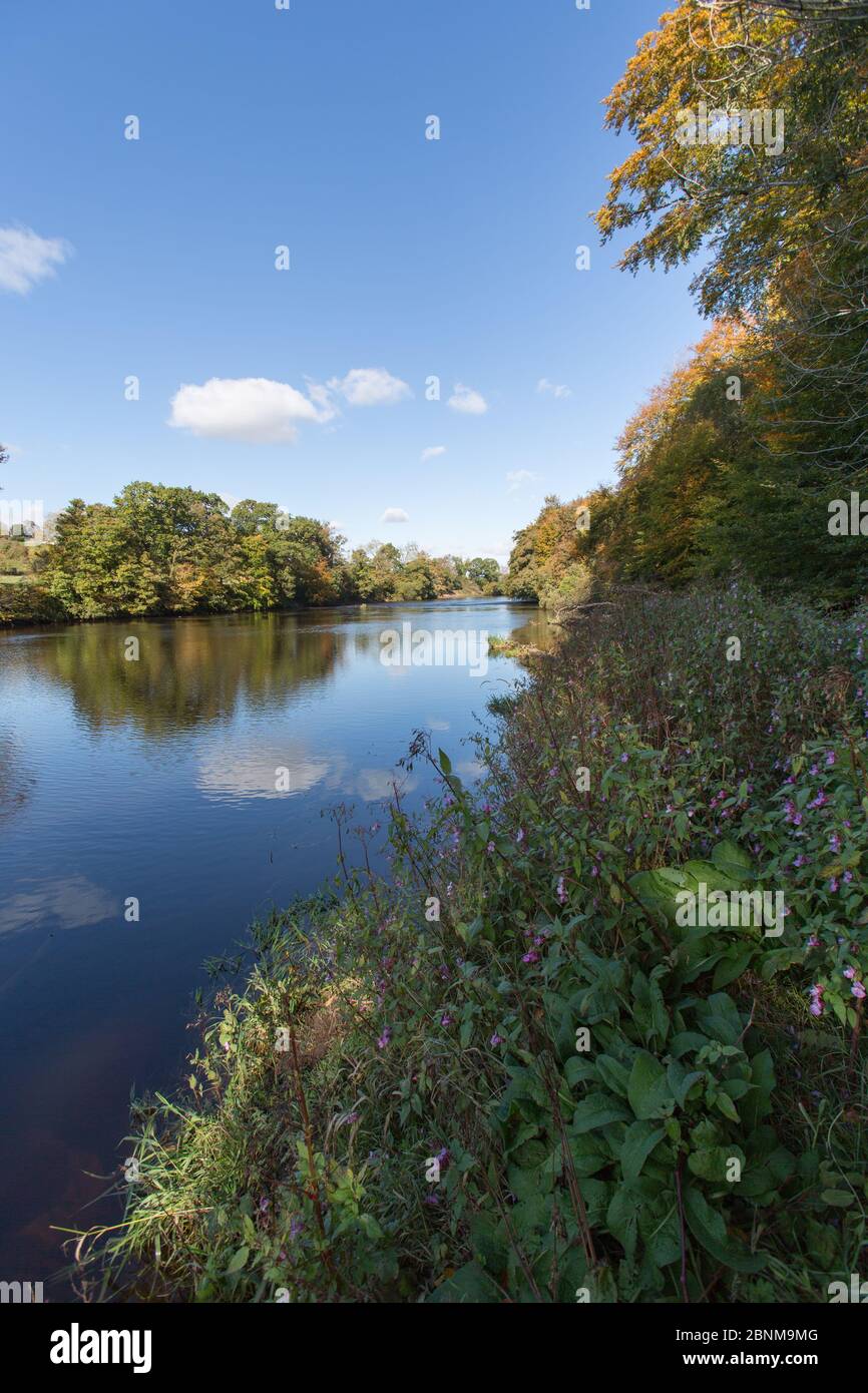 River Clyde, Bothwell, Scotland. Picturesque autumnal view of the River Clyde, viewed from the Clyde Walkway route near Bothwell Castle. Stock Photo