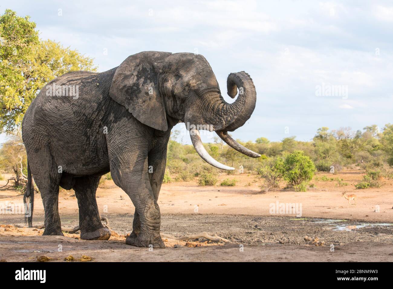 African elephant (Loxodonta africana) bull drinking at a waterhole, Sabi Sands Game Reserve, South Africa. Stock Photo