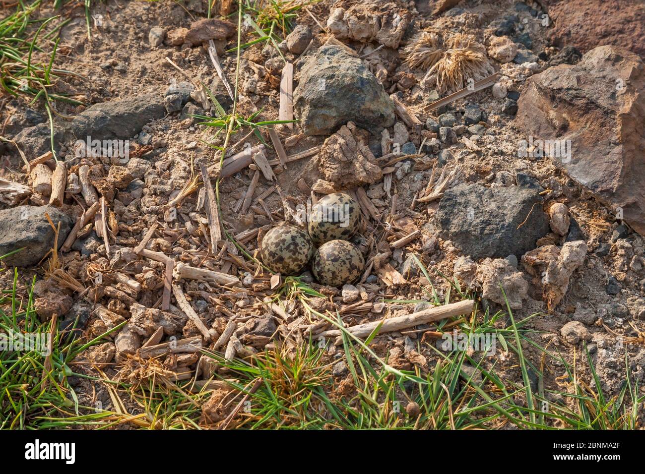 Spur-winged plover (Vanellus spinosus) nest and eggs in rough open grassland around the lake. Lake Bogoria,   Kenya Stock Photo