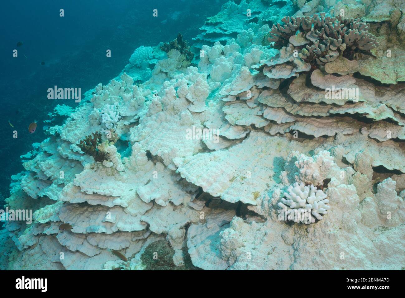 Plate and Pillar coral (Porites rus)  and Cauliflower coral (Pocillopora meandrina) bleached by warm sea temperatures during 2015 El Nino event, Honau Stock Photo