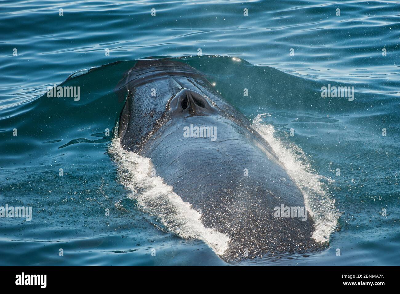 Bryde's / Tropical whale (Balaenoptera edeni) surfacing showing blow hole, Sea of Cortez, Gulf of California, Baja California, Mexico, October Stock Photo