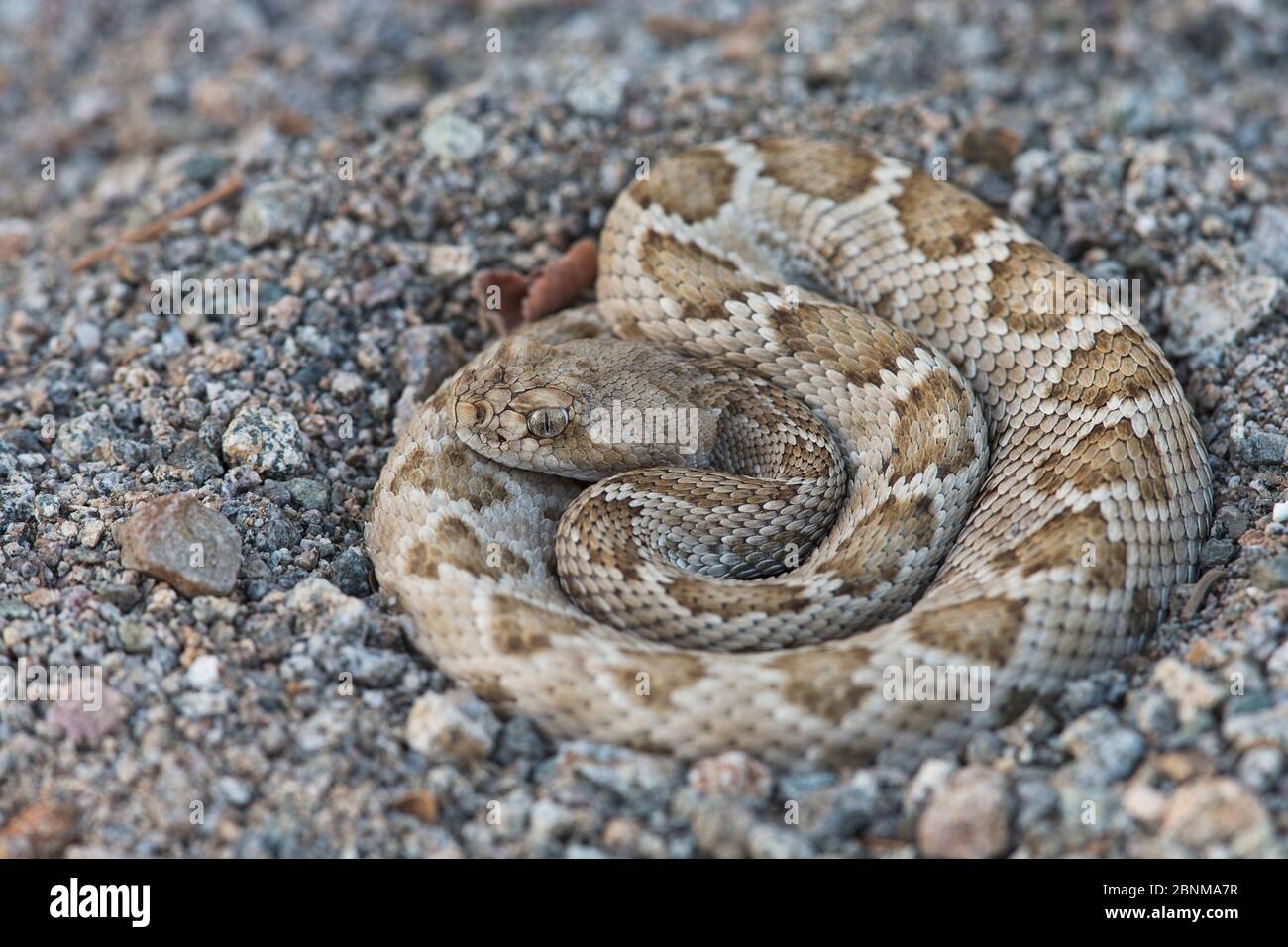 Rattleless / Isla Santa Catalina rattlesnake (Crotalus catalinensis) endemic, brown phase, Santa Catalina Island, Baja California, Mexico, Critically Stock Photo