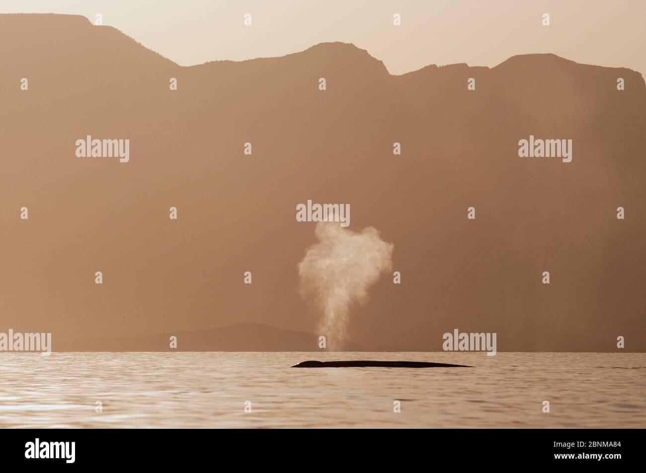 Blue whale (Balaenoptera musculus) blowing / spouting near coast, Sea of Cortez, Gulf of California, Baja California, Mexico, March, endangered specie Stock Photo