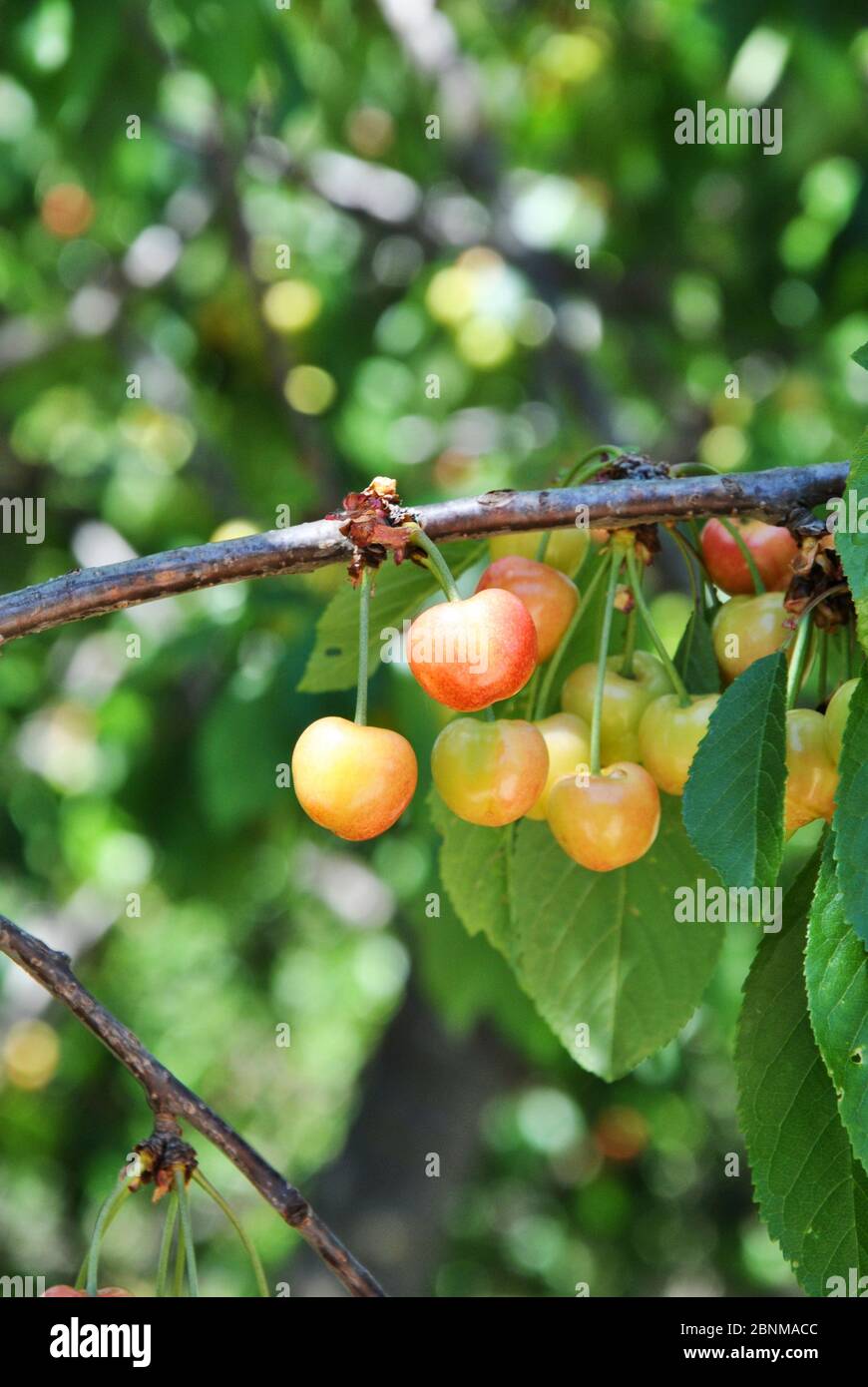 Group of unripe cherries on a tree branch. Colors of nature Stock Photo ...