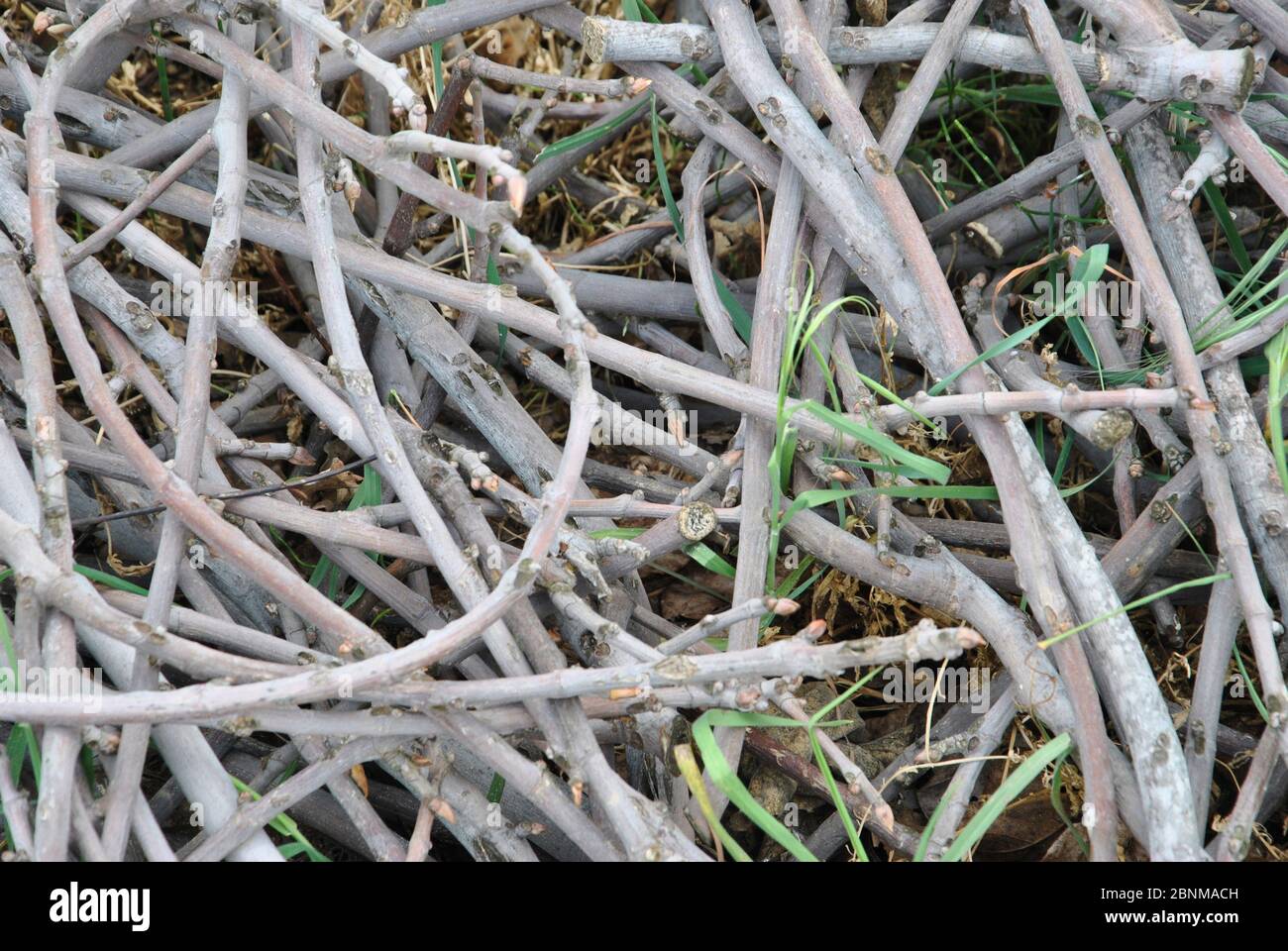 Set of dry roots in circular shapes. Colors of nature Stock Photo - Alamy
