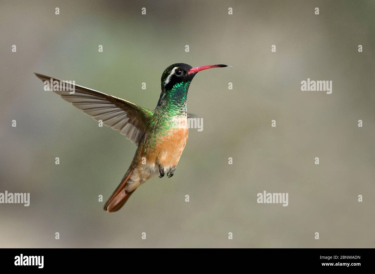 Xantuss Xantus Hummingbird Basilinna Xantusii Previously