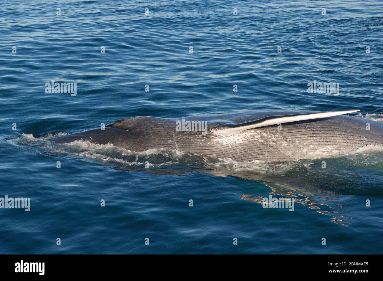 Blue whale (Balaenoptera musculus) lunging on side at surface, Sea of Cortez, Gulf of California, Baja California, Mexico, February, endangered specie Stock Photo