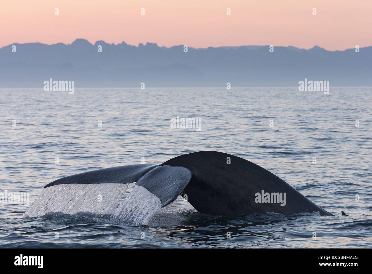 Blue whale (Balaenoptera musculus) fluking / diving, Sea of Cortez ...