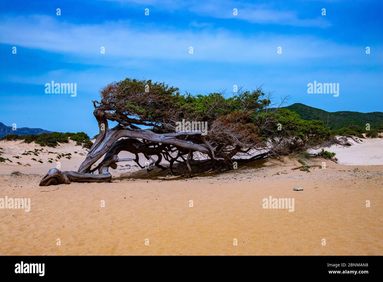 Albero texture hires stock photography and images Alamy