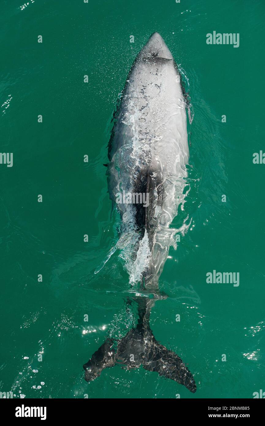 Hector's dolphin (Cephalorhynchus hectori) seen from directly above, Akaroa, Bank's Peninsula, South Island, New Zealand, November, endangered species Stock Photo