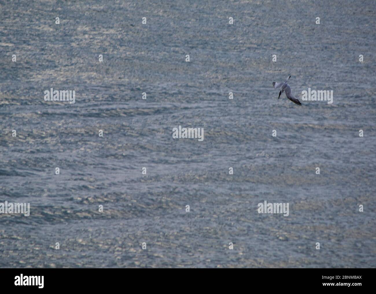 Seagull swooping towards the sea to eat, calm water, blue, speed Stock ...