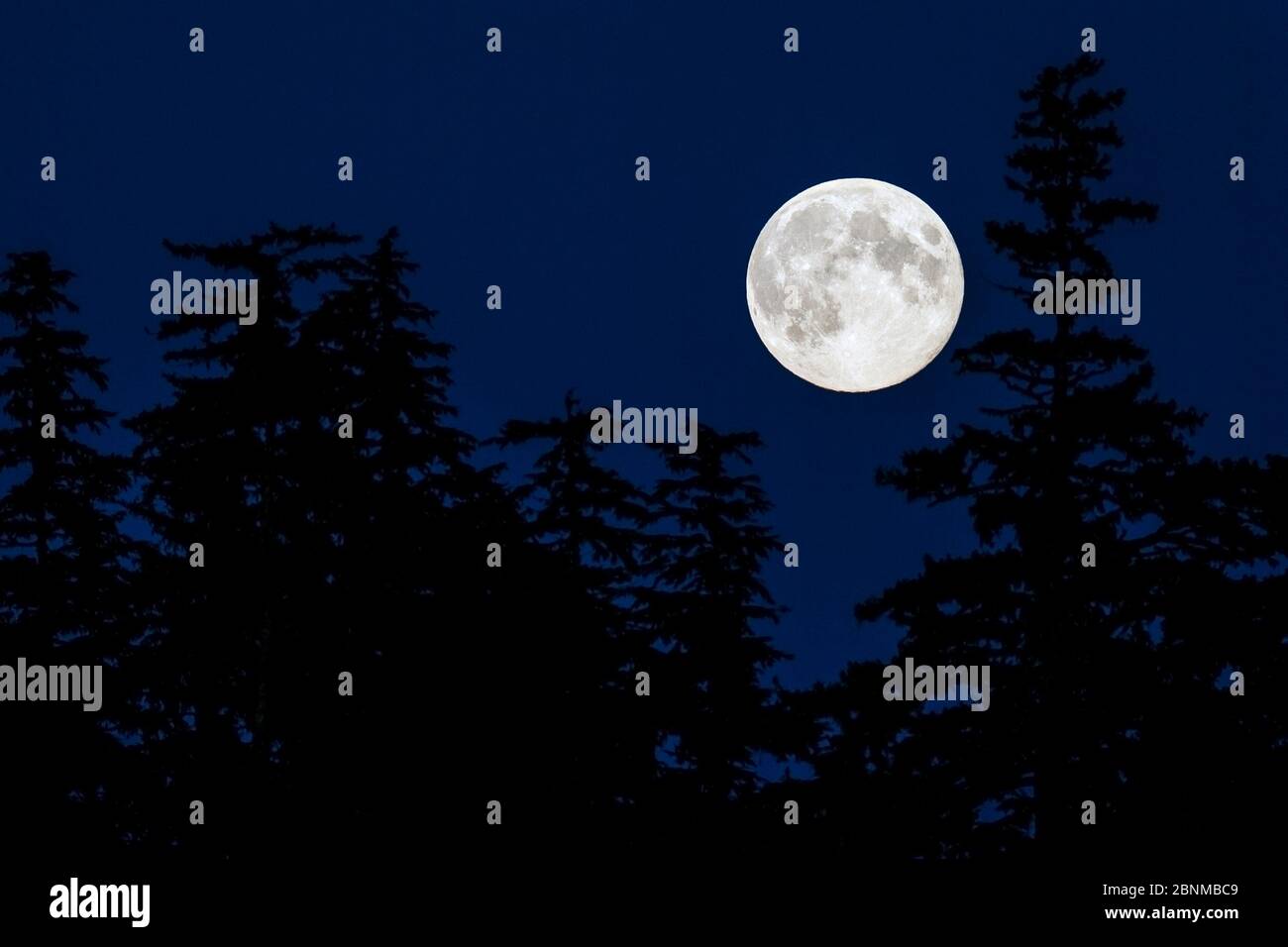 Moon rising over forest hi-res stock photography and images - Alamy